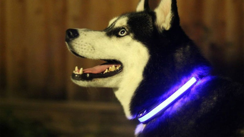 LED svietiaci obojok pre psa